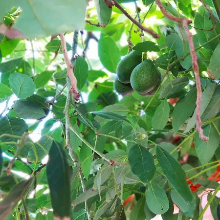 Norte Piscina Privada Climatizada Tatil Evi La Victoria de Acentejo